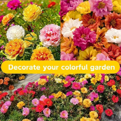 EverBloom Moss Rose