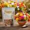 EverBloom Moss Rose
