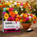 EverBloom Moss Rose