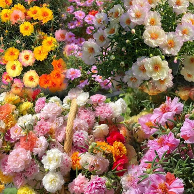 EverBloom Moss Rose